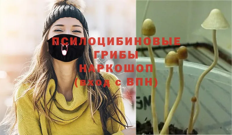 KRAKEN ссылки  Гагарин  Псилоцибиновые грибы Psilocybine cubensis 